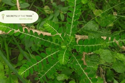 Chanca Piedra: Benefits, Dosage, Side Effects, and .